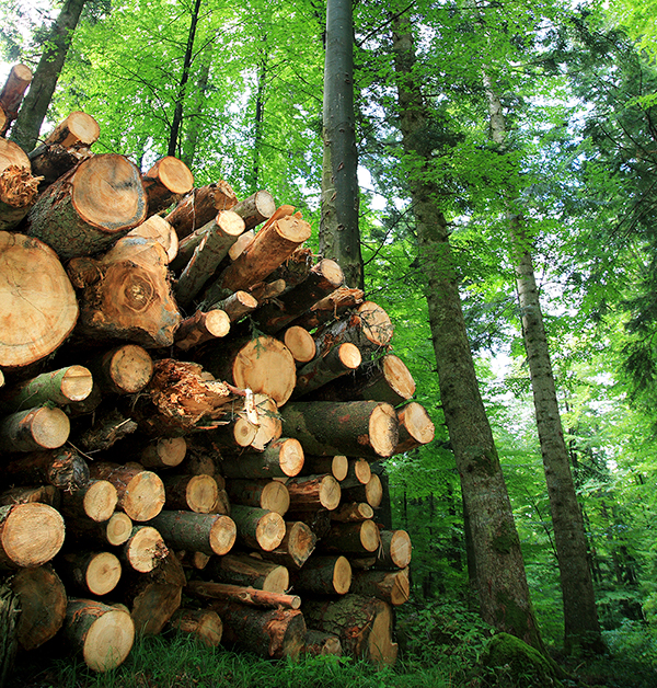 furniture timber